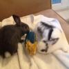 Bunny nearly gets eaten by DOG!!!!!!!