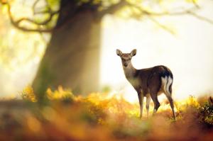 A Deer, A Kingdom