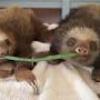 The friendly Sloths 
